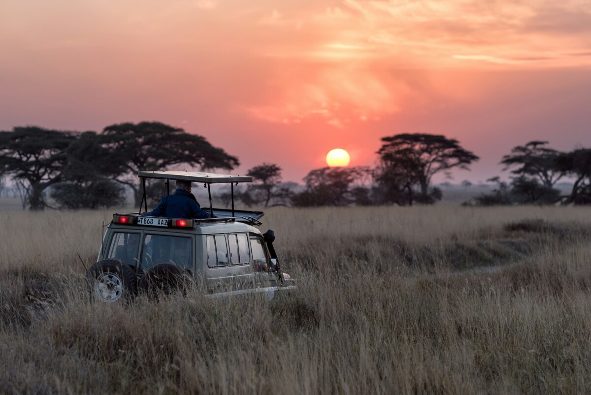 Tanzanie Express : Safari intense au cœur de la savane africaine – Image 10