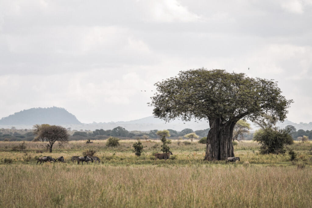 Tanzania-657